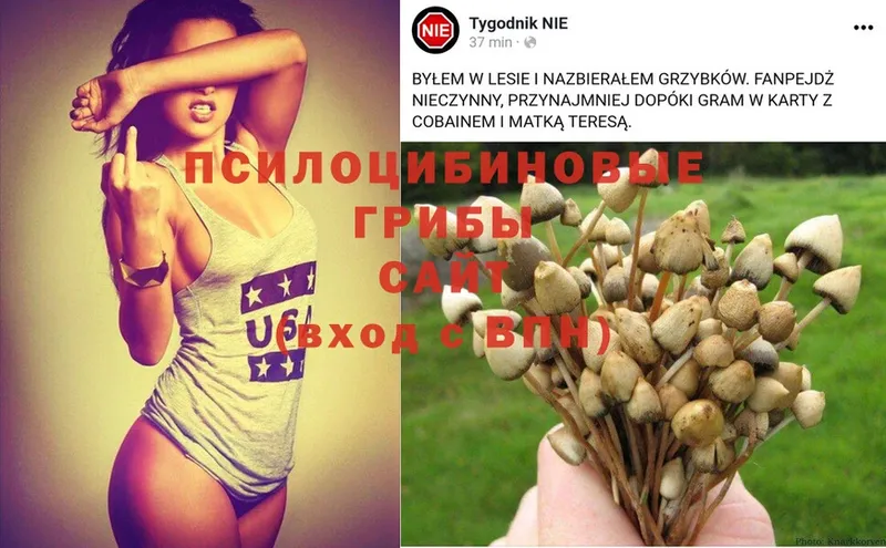 Галлюциногенные грибы MAGIC MUSHROOMS  кракен как войти  Гусиноозёрск 